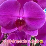 ヒメ日記 2025/12/07 07:54 投稿 ゆあ 金瓶梅-きんぺいぱい-