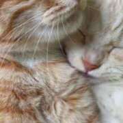 ヒメ日記 2026/02/16 23:59 投稿 ゆあ 金瓶梅-きんぺいぱい-