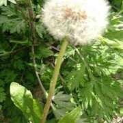 ヒメ日記 2026/03/11 23:59 投稿 ゆあ 金瓶梅-きんぺいぱい-