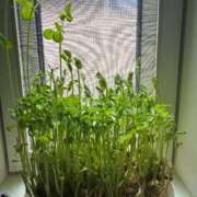 ヒメ日記 2025/08/22 05:45 投稿 和花【まどか】 輝女