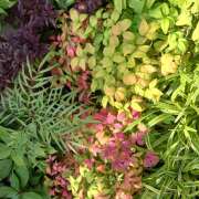 ヒメ日記 2025/09/04 14:24 投稿 山咲 ぼた薔薇Ⅱ