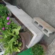 ヒメ日記 2025/09/30 14:26 投稿 山咲 ぼた薔薇Ⅱ