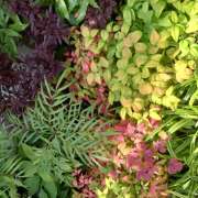 ヒメ日記 2025/11/20 14:46 投稿 山咲 ぼた薔薇Ⅱ