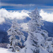 ヒメ日記 2025/12/09 13:36 投稿 山咲 ぼた薔薇Ⅱ