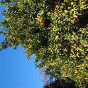 ヒメ日記 2025/12/18 16:22 投稿 山咲 ぼた薔薇Ⅱ