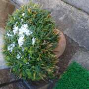 ヒメ日記 2026/01/22 13:36 投稿 山咲 ぼた薔薇Ⅱ