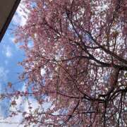 ヒメ日記 2026/02/12 14:26 投稿 山咲 ぼた薔薇Ⅱ