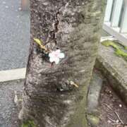 ヒメ日記 2026/04/01 07:00 投稿 ふう THE ESUTE 五反田店