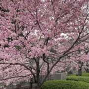 ヒメ日記 2025/04/02 20:36 投稿 ゆい 浜松人妻援護会