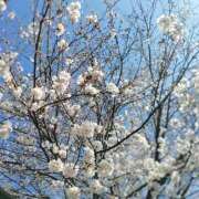 あおい 春っぽいことしました！ 制服これくしょん