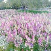 あおい 💙あおい日記💙 制服これくしょん