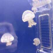 あおい 🐬夏準備🐬 制服これくしょん