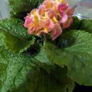 ヒメ日記 2025/02/10 19:04 投稿 前原 丸妻 西船橋店