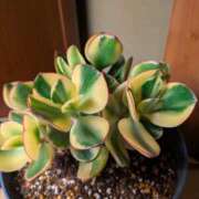 ヒメ日記 2025/02/22 18:40 投稿 前原 丸妻 西船橋店