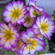 ヒメ日記 2025/03/03 00:02 投稿 前原 丸妻 西船橋店