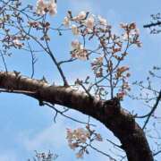 ヒメ日記 2025/03/28 12:30 投稿 前原 丸妻 西船橋店