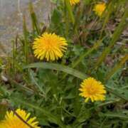 ヒメ日記 2025/04/19 06:27 投稿 前原 丸妻 西船橋店