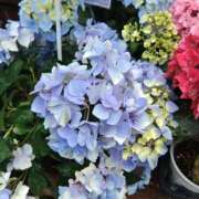 ヒメ日記 2025/06/02 12:08 投稿 前原 丸妻 西船橋店