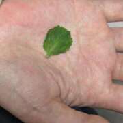 ヒメ日記 2025/10/11 01:24 投稿 前原 丸妻 西船橋店