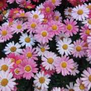 ヒメ日記 2025/10/20 17:22 投稿 前原 丸妻 西船橋店