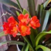 前原 深夜にお礼(⁠人⁠ ⁠•͈⁠ᴗ⁠•͈⁠)(⁠｡⁠ﾉ⁠ω⁠＼⁠｡⁠) 丸妻 西船橋店