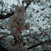 ヒメ日記 2026/04/03 12:42 投稿 前原 丸妻 西船橋店