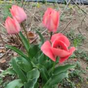 ヒメ日記 2026/04/13 18:50 投稿 前原 丸妻 西船橋店