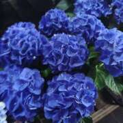 ヒメ日記 2026/06/15 09:33 投稿 前原 丸妻 西船橋店