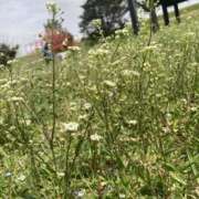 ヒメ日記 2025/03/31 21:51 投稿 なぎさ 若妻淫乱倶楽部　越谷店