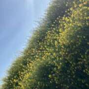 ヒメ日記 2025/04/15 09:09 投稿 なぎさ 若妻淫乱倶楽部　越谷店