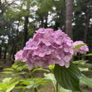 ヒメ日記 2025/07/06 12:30 投稿 なぎさ 若妻淫乱倶楽部　越谷店