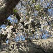 ヒメ日記 2026/04/06 12:50 投稿 なぎさ 若妻淫乱倶楽部　越谷店