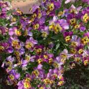 ヒメ日記 2026/04/15 18:39 投稿 なぎさ 若妻淫乱倶楽部　越谷店