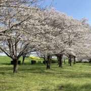 ヒメ日記 2025/04/09 22:09 投稿 なぎさ 若妻淫乱倶楽部