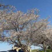 ヒメ日記 2026/04/03 20:00 投稿 なぎさ 若妻淫乱倶楽部