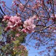 ヒメ日記 2026/04/15 21:30 投稿 なぎさ 若妻淫乱倶楽部