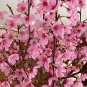 ヒメ日記 2026/04/18 08:00 投稿 なぎさ 若妻淫乱倶楽部