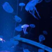 ヒメ日記 2026/04/04 17:21 投稿 るる 三重四日市ちゃんこ