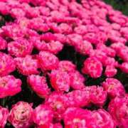 ヒメ日記 2026/04/07 13:21 投稿 るる 三重四日市ちゃんこ