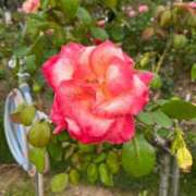 ヒメ日記 2025/01/16 15:01 投稿 えりか 熟女の風俗最終章 蒲田店