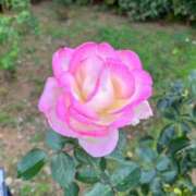 ヒメ日記 2025/01/18 00:36 投稿 えりか 熟女の風俗最終章 蒲田店