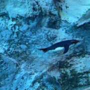 ヒメ日記 2025/01/18 19:08 投稿 えりか 熟女の風俗最終章 蒲田店