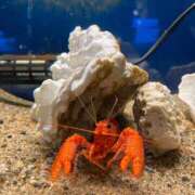 ヒメ日記 2025/07/20 02:52 投稿 しろ 黒い金魚（札幌）