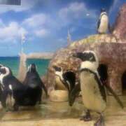 ヒメ日記 2025/07/20 09:09 投稿 しろ 黒い金魚（札幌）