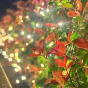 ヒメ日記 2024/12/19 21:02 投稿 琴(こと) DAHLIA(ダリア)