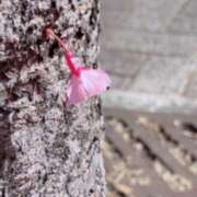 ヒメ日記 2025/03/03 11:06 投稿 沙咲 昼顔妻 五反田店