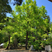 ヒメ日記 2024/06/12 08:30 投稿 ちえみ 奥鉄オクテツ東京店（デリヘル市場）