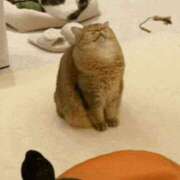 ヒメ日記 2025/01/12 01:36 投稿 しま 奥様鉄道69 仙台店