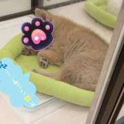 ヒメ日記 2025/04/16 03:06 投稿 しま 奥様鉄道69 仙台店