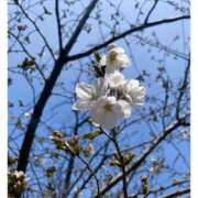 ヒメ日記 2025/03/28 11:02 投稿 ゆりあ 小岩人妻花壇